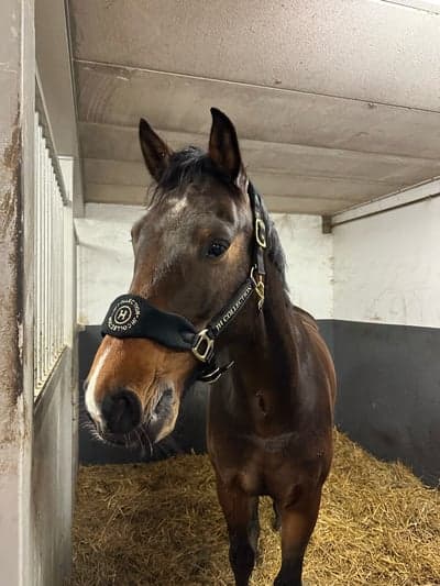 Inlägg 19 av Halvblod med titeln Ny grimma!