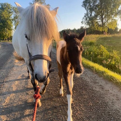 Profilbild av Freja Olsson