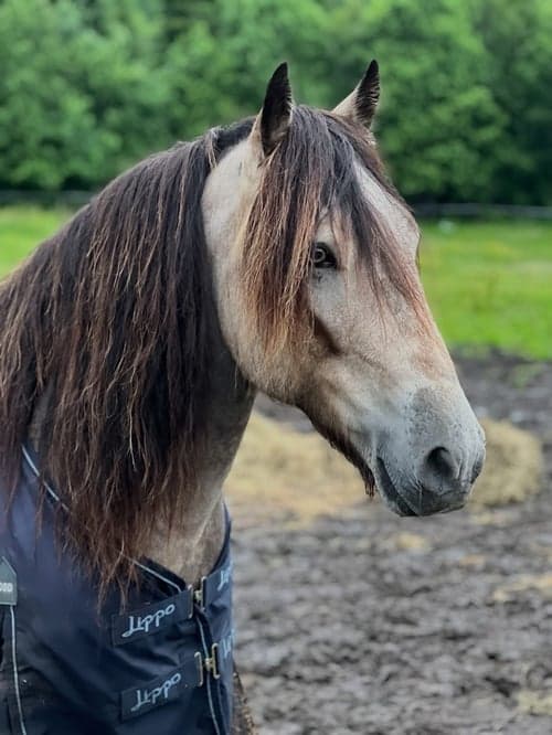 Bild av Charmigt kallblod som syns i mängden
