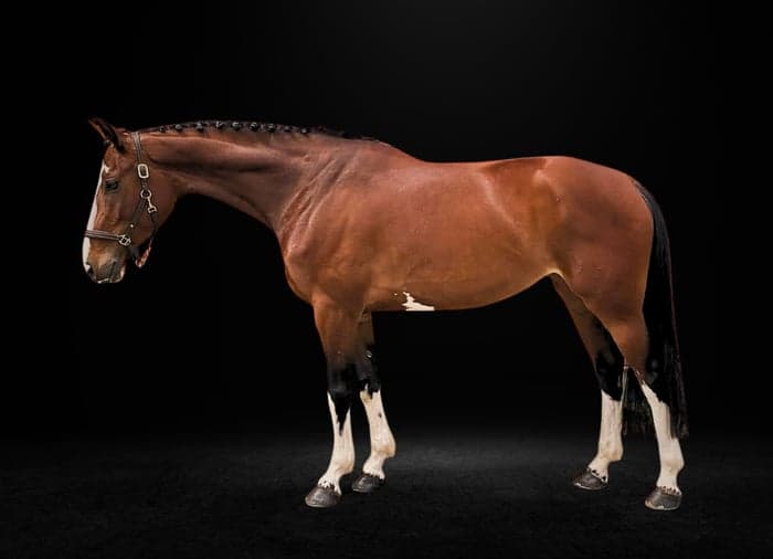 Media 4 av Quality of Darena WD Z