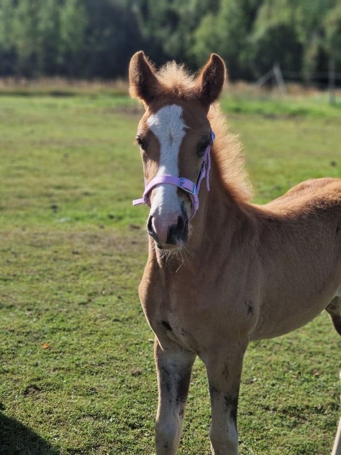 Media 1 av My universe