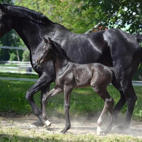 Bild av Riktigt snygg maskulin hingst! Fölmönstrad med 82,2%