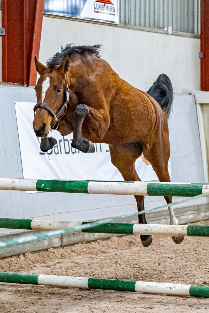 Image 1 of Skorphults Gemma