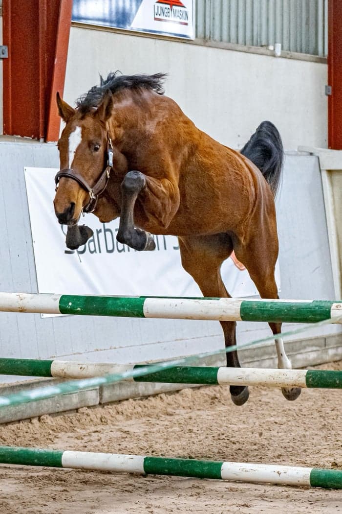 Media 1 of Skorphults Gemma