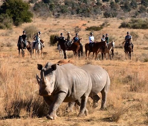 Från savann till berg – ridsafari med Big Five i Sydafrika