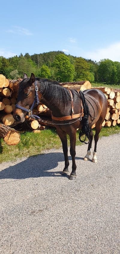 Inlägg 10 av Avel med titeln Tömkörning 