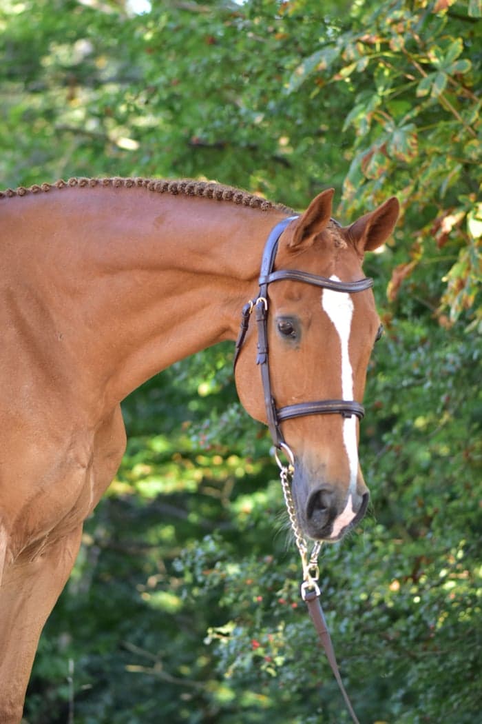 Media 2 of Trygg och dundersnäll läromästare