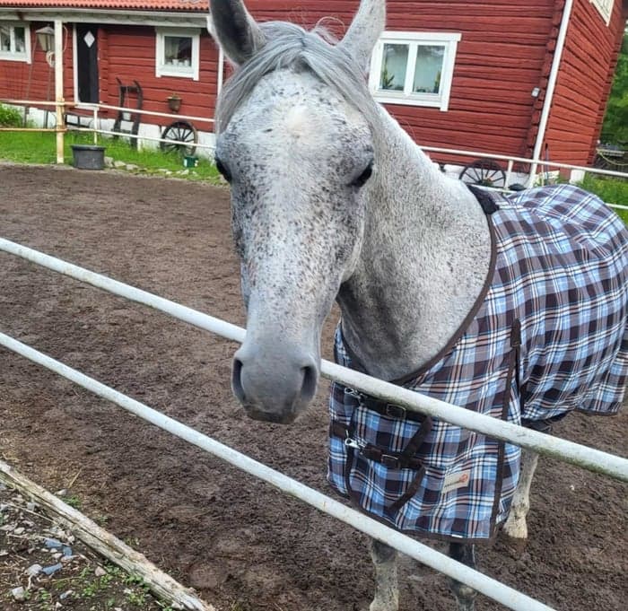 Media 1 av CL Saphir Alssuid