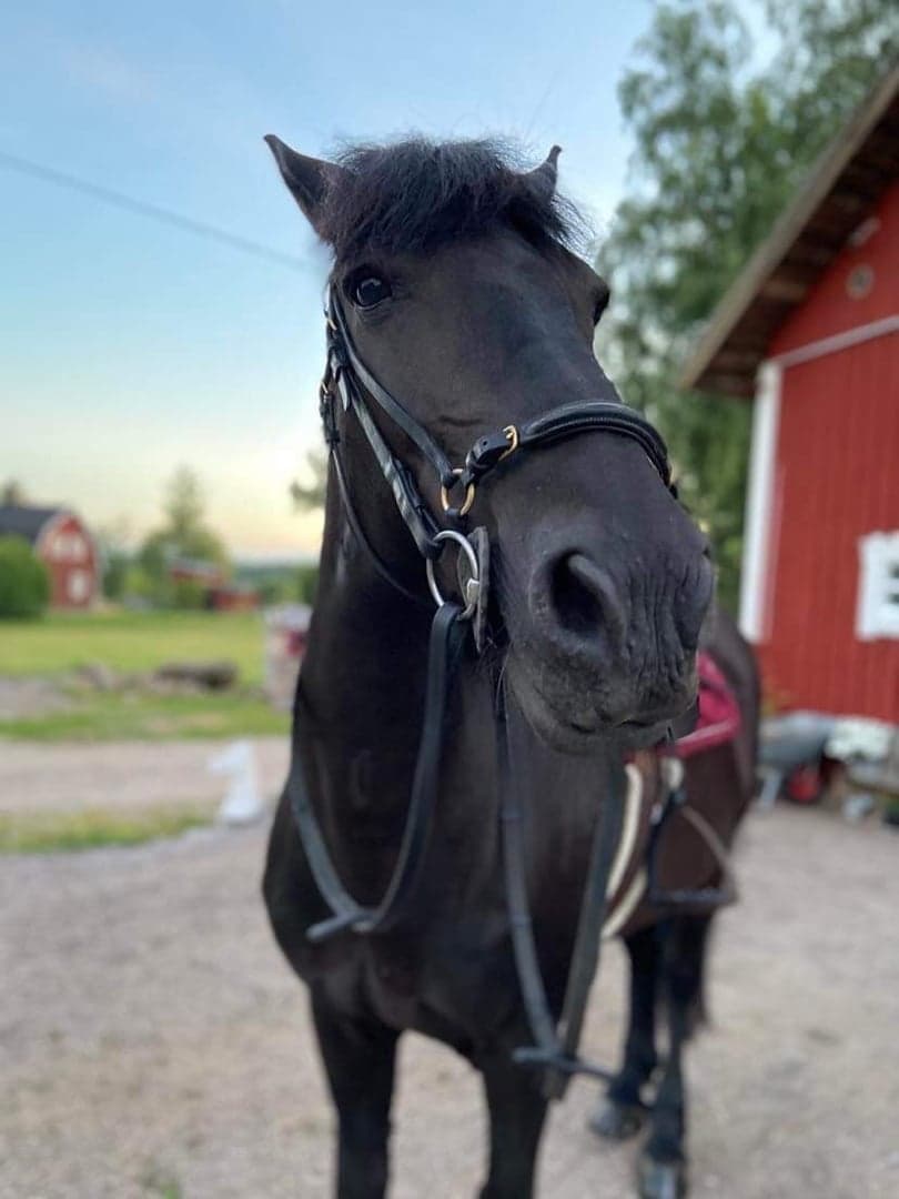 Image 1 of Keenos All Black