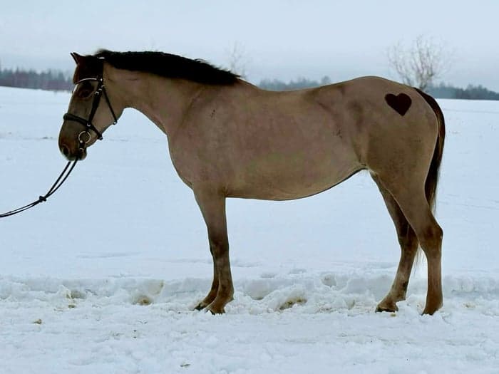 Media 2 av Sto 157 cm - Allround