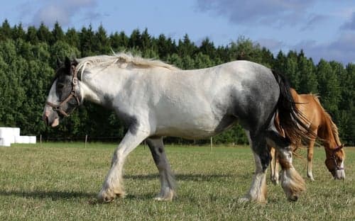 Bild av Lugn skogs kompis