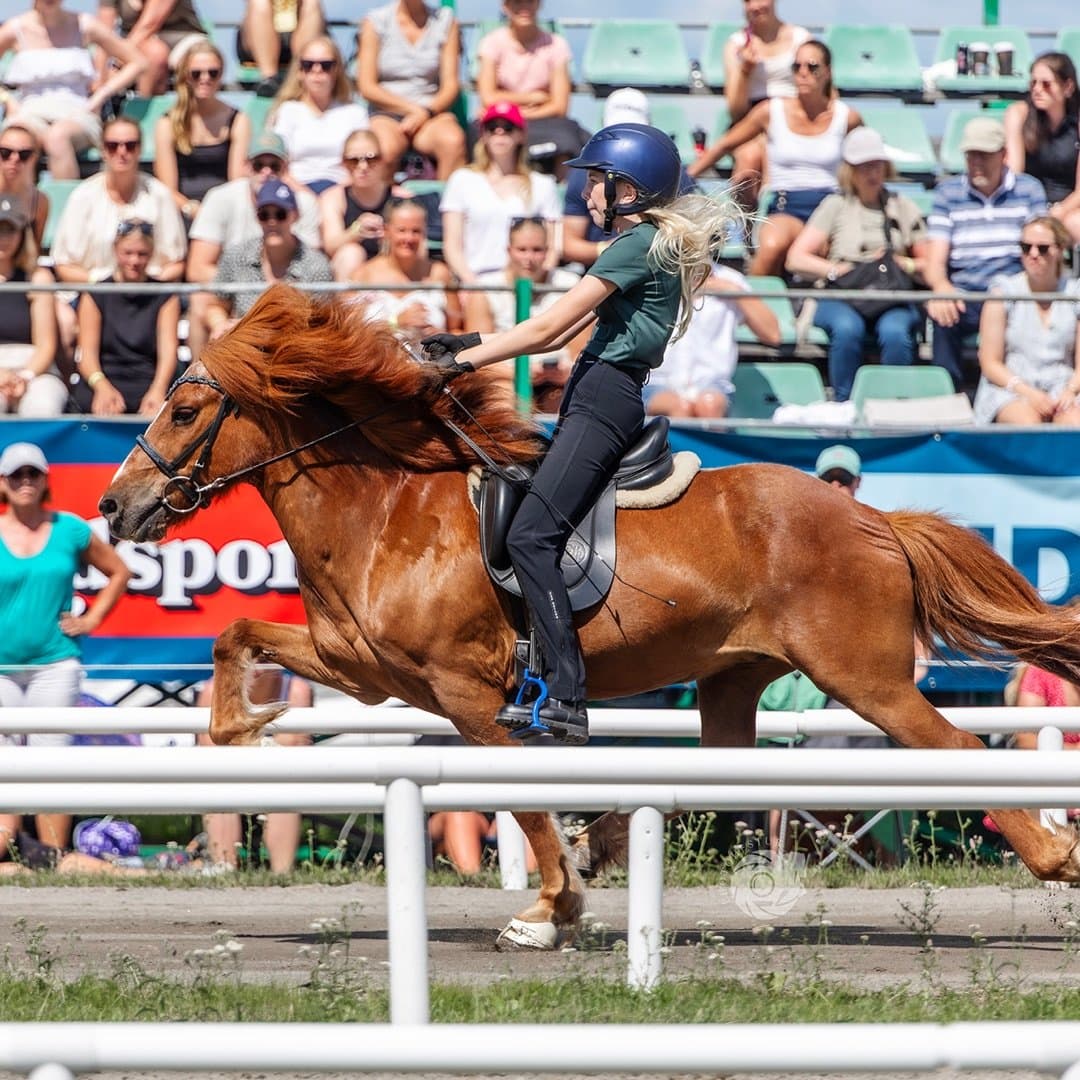 Bild 1 av Arfur frá Steinskoti 1