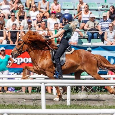 Arfur frá Steinskoti 1