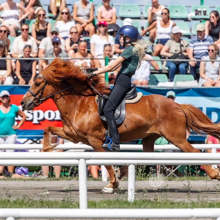 Media 1 av Arfur frá Steinskoti 1