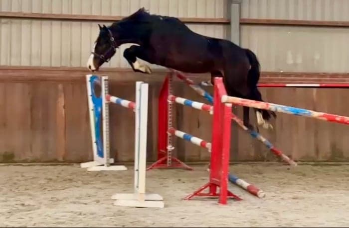 Media 1 av 4-årig hingst e. For ever Jump