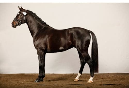 Bild av SNYGG VALACK!  Då min kropp inte håller för ridning längre så söker min stjärna ett nytt hem. Fina gångarter. Kan byten, öppna, sluta mm Ej tävlad pga mitt ointresse. Rids just nu av hoppryttare. Snäll i all hantering. Fått regelbunden massage och faciabehandling. Ingen skadehistorik. Något svårlastad. All utrustning medföljer. Hemmet viktigast.