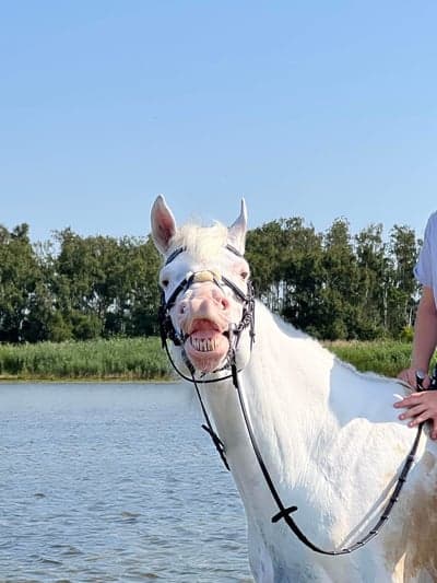 Inlägg 22 av Andalusier med titeln Fosquito😍