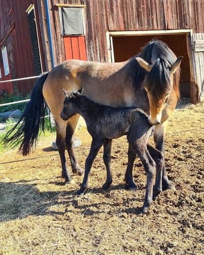 Inlägg 140 av Allround med titeln Föl