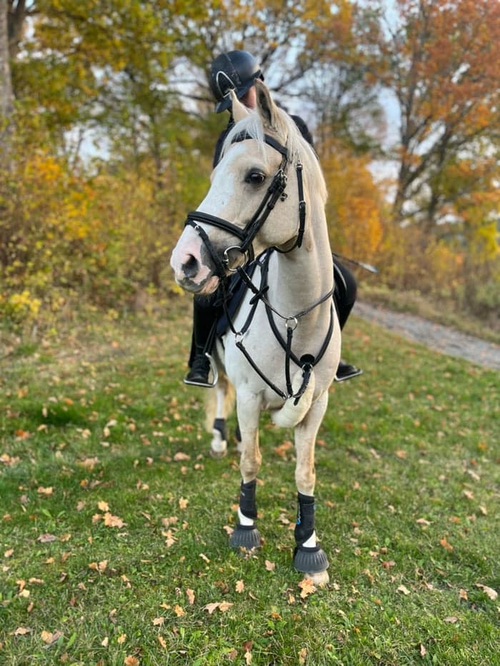 Media 4 av Dryfe Aristocrat