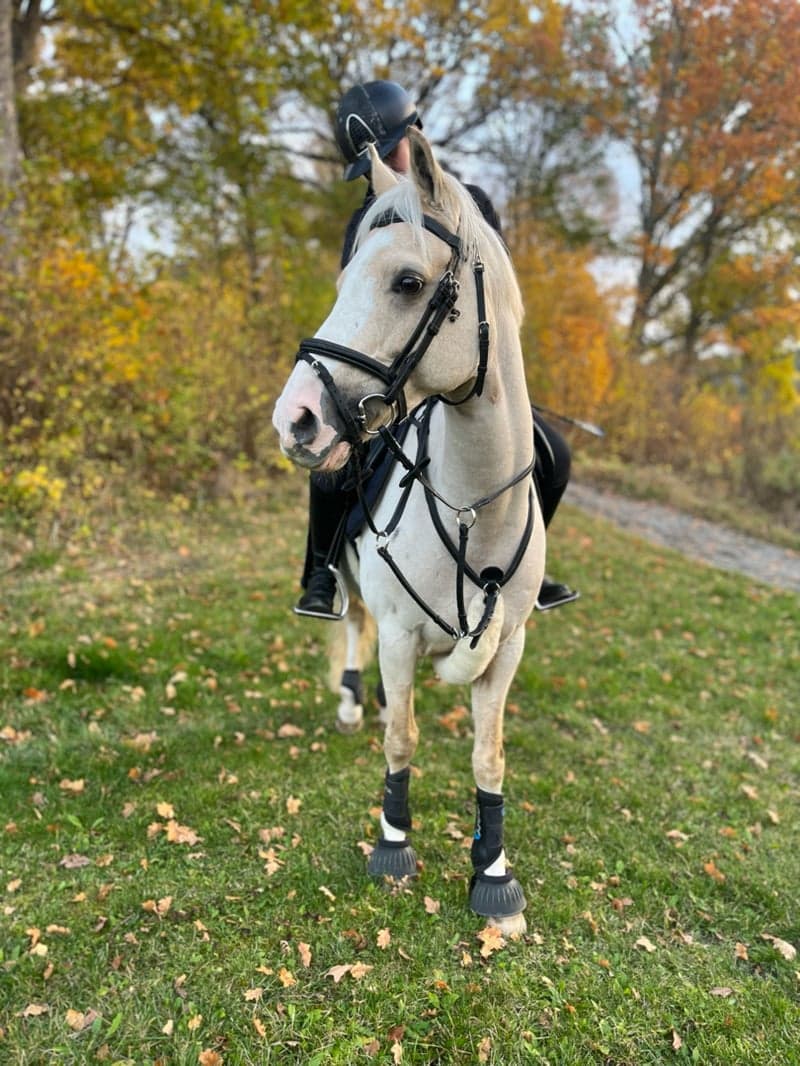 Bild 4 av Dryfe Aristocrat