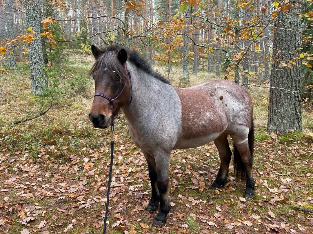 Image 1 of Sleipnir frá Selfossi