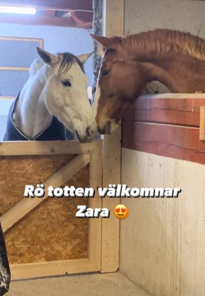 Inlägg 21 av Lipizzaner med titeln Zara och Babsan kom hem😍