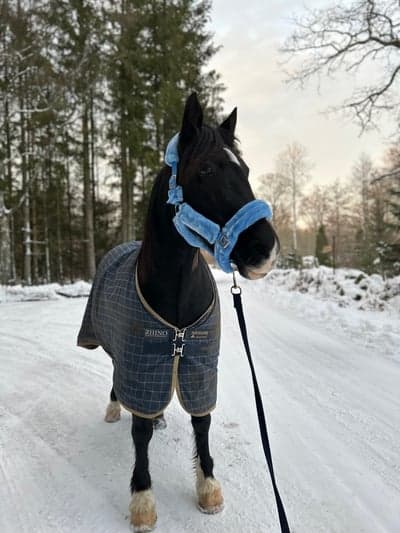 Inlägg 17 av Distansritt med titeln Promenad 