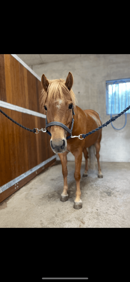 Media 1 av Knyttes stjärna