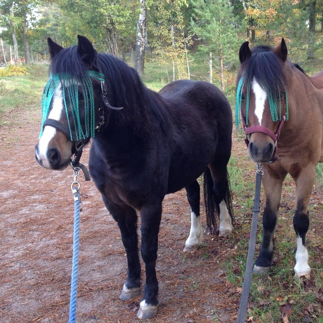 Bild 1 av Sjömillans Zinnia