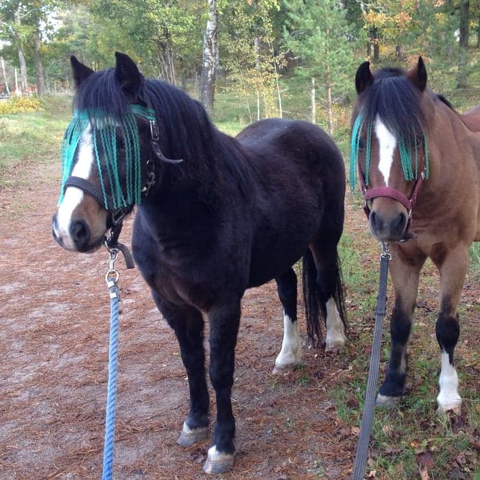 Media 1 av Sjömillans Zinnia