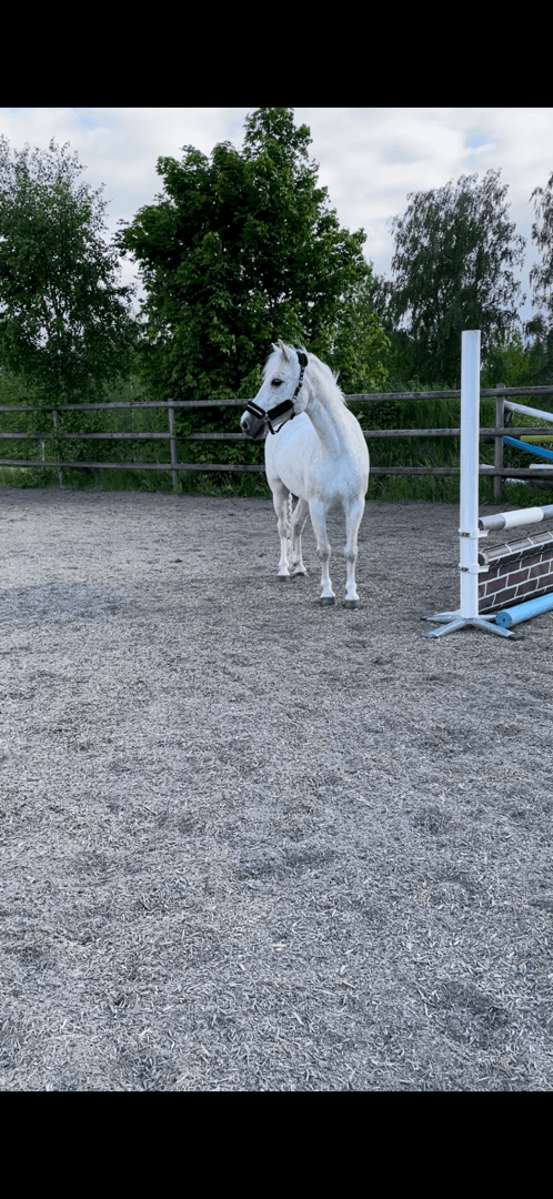 Media 1 of Secret Minion