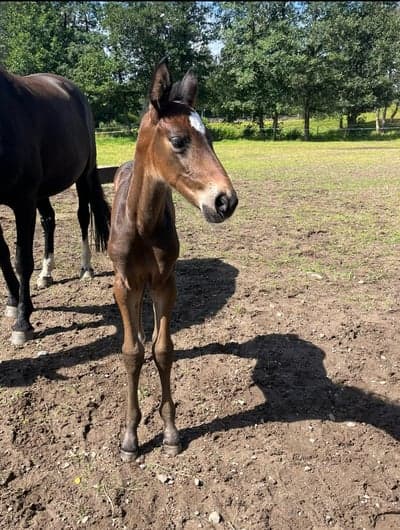 Angeleyes TBT (F.1) (SWB)