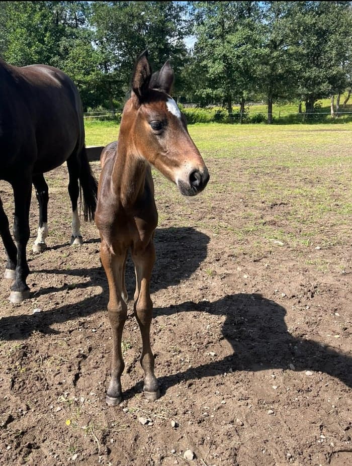 Media 1 av Angeleyes TBT (F.1) (SWB)