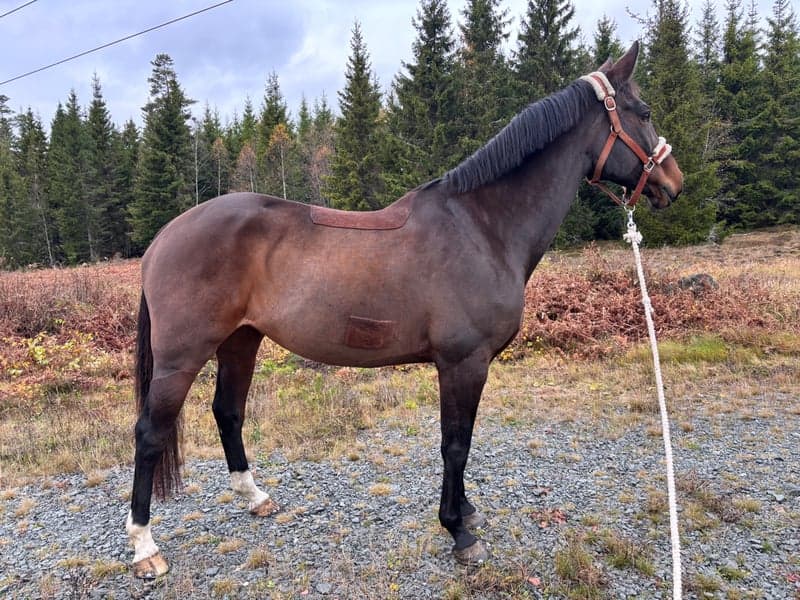 Bild 2 av Grand Marnier SWB