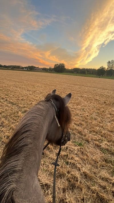 Inlägg 24 av Islandshäst med titeln   🤍🎧