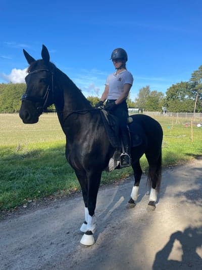 Inlägg 12 av Stambok KWPN