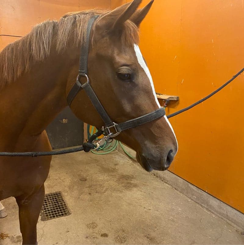 Bild 3 av MSB Queen Kelly