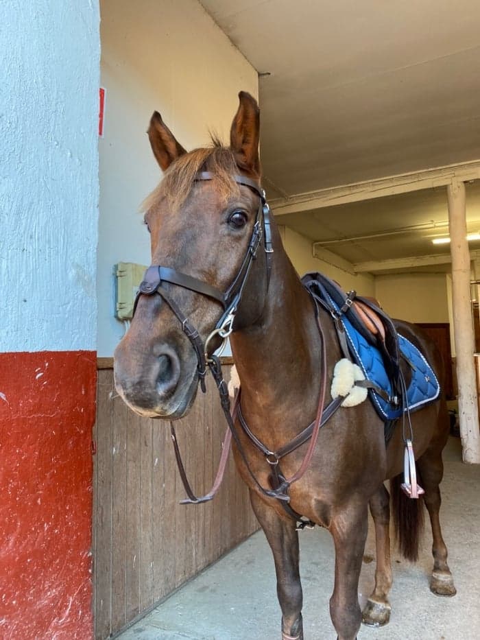 Media 1 av Scarletts Cheeky Charlie