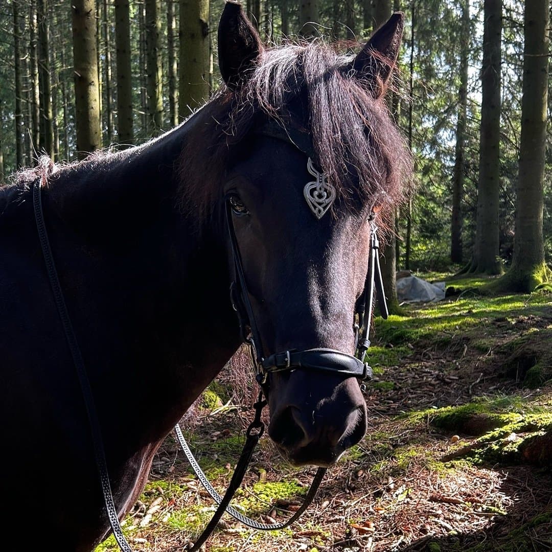 Bild 1 av Svali frá Skipaskaga