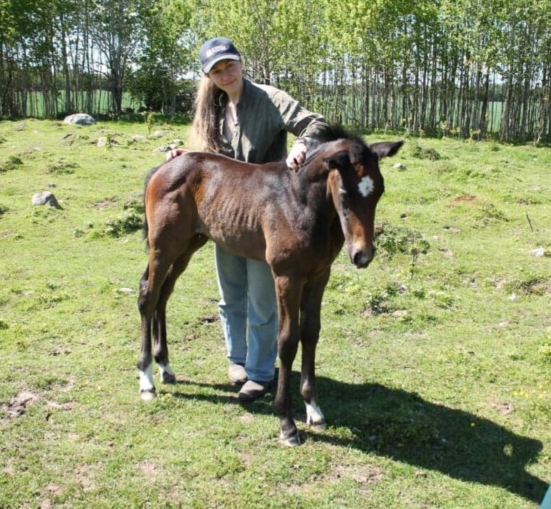 Bild 2 av Socialt stoföl med lovande hoppstam