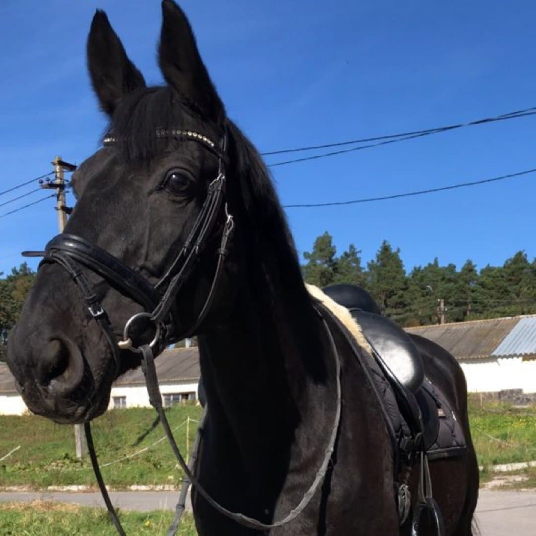 Bild 1 av Lakris