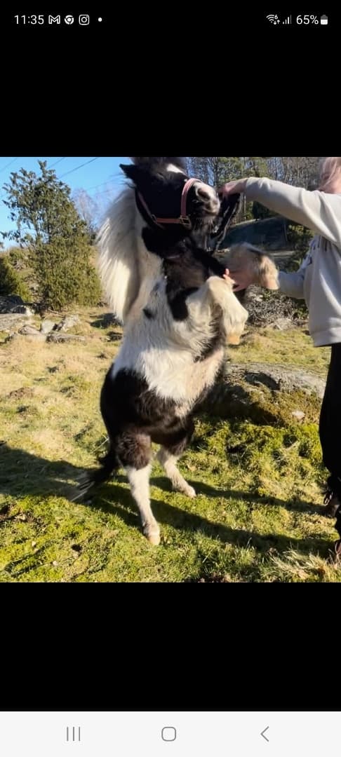 Bild 2 av Casanova Diamond Vaiana