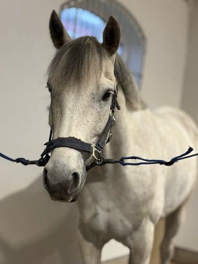 Inlägg 13 av Connemara med titeln 🩵🩵