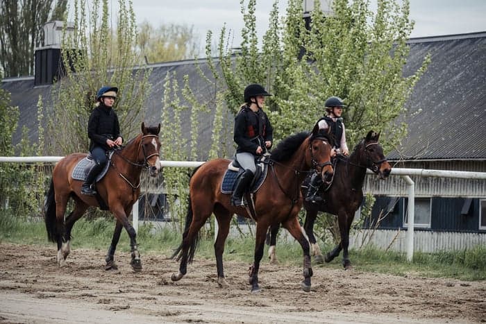 Media 2 av Testa träna galopp på Jägersro