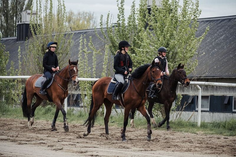 Bild 2 av Testa träna galopp på Jägersro