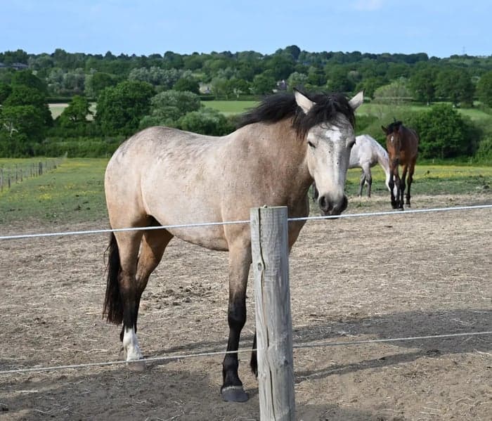 Media 2 av Uppväxande 4-årig Dun Mare - Connemara