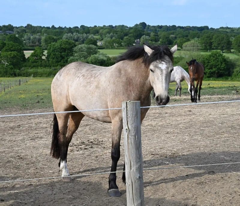 Bild 2 av Uppväxande 4-årig Dun Mare - Connemara