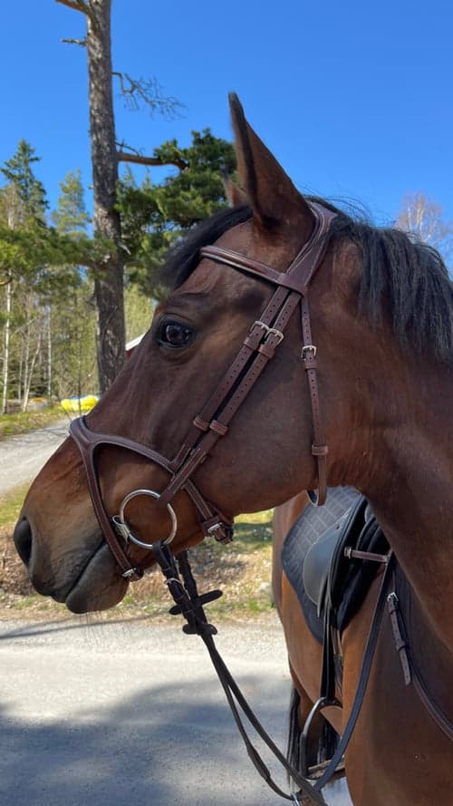 Image of Brunt Y träns från Bhoof 