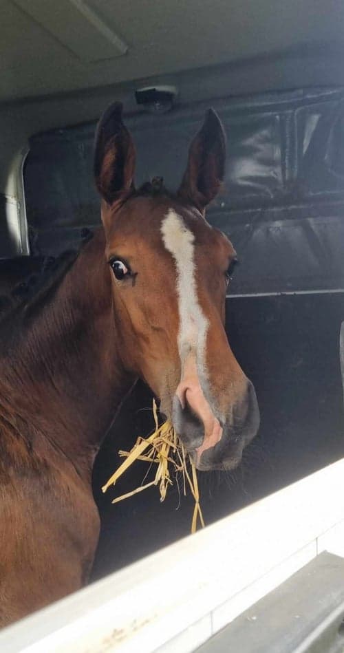 Bild av Snäll hingst -24 med riktigt bra hoppstam 