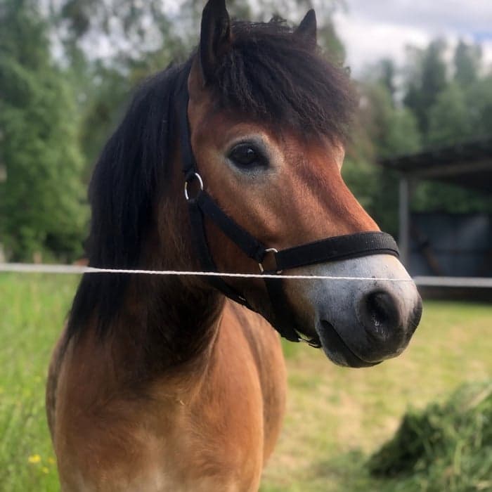 Media 1 av Norrgårdens Lurifax